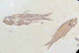 Diplomystus & Knightia Fossil Fish Association #75988-2